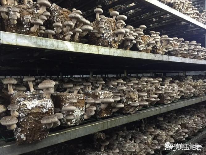 項(xiàng)目概況:項(xiàng)目位于岫巖玉產(chǎn)業(yè)開(kāi)發(fā)園區(qū),總投資
